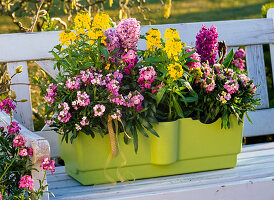 Scented box with Erysimum Rysi 'Gold', Poem 'Bicolour' (gold lacquer)