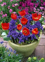 Pot with Tulipa 'Red Paradise' (tulips), Iris reticulata 'Pixie' (iris)