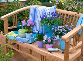 Pot arrangement with Muscari (grape hyacinths), Crocus