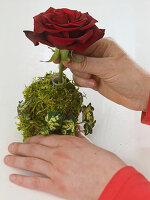 Moss ball with rose (4/5)