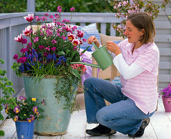 Woman watering Tulipa 'Ballade' (tulips), Erysimum (golden violet), Muscari