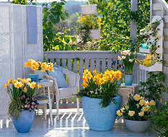 Narcissus 'Sunshine' (Yellow with Cream), 'Westward' (blooming)