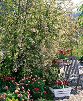 Malus 'Evereste' (Zierapfel), Tulipa 'Wirosa', 'Couleur Cardinal'