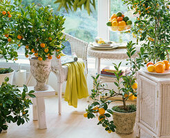 Citrus (lemon, calamondin orange) in pots, Citrus (limes, mandarins, oranges)