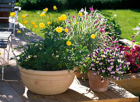 Trollius europaeus (Troll flower) in light bowl