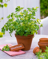 Petroselinum (parsley) in an earthenware pot