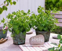 Petroselinum (parsley) in patinated metal pots