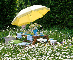 Table laid in Leucanthemum (spring marguerite) meadow