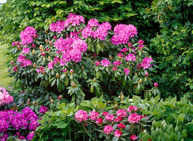 Rhododendron 'Catawbiense Boursault' 'Alfred' 'Anuschka'