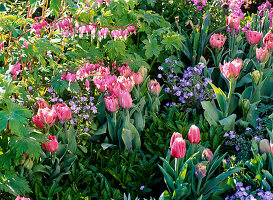 Tulipa 'Matchpoint' (tulips), Myosotis