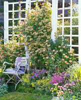 Lonicera caprifolium und periclymenum (Geißblatt, Jelängerjelieber)