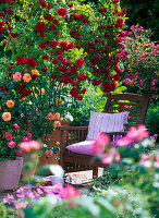 Pink 'Flaming Dance' (climbing rose), 'Lupo' (dwarf rose) on stem