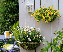 Wall baskets in summer: Argyranthemum 'Beauty White'