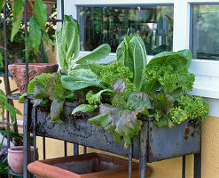 Lactuca (lettuce), various types of lettuce in large metal box