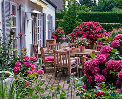 Shade terrace with Hydrangea (Hydrangea), Plectranthus