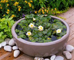 Schale mit Nymphaea tetragona 'Alba' (Zwergseerose)