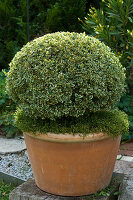 Buxus sempervivens 'Variegatus' (Panaschierter Buchs)