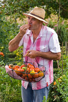Man with freshly harvested Lycopersicon (tomatoes) in metal basket