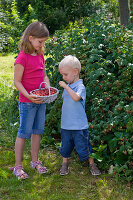 Girl and boy picking raspberries