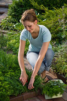 Woman harvesting herbs