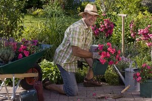 Mann pflanzt Rosa 'Knirps' (Bodendeckerrosen)