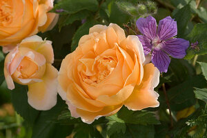 Rosa 'Crown Princess Margareta' (englische Rose), Geranium (Storchschnabel), duftend, öfterblühend, für Topf geeignet