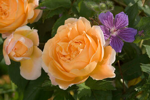 Rosa 'Crown Princess Margareta' (English rose), geranium (cranesbill), fragrant, repeat flowering, suitable for pots