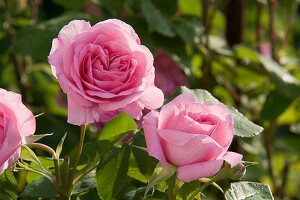 Rosa 'Gertrude Jekyll' (English rose), fragrant, robust, frequent flowering