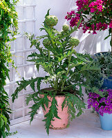 Cynara scolymus (vegetable artichoke)