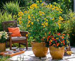 Cassia corymbosa (spice bark), Lantana (wood anemone)