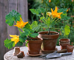 Cucurbita (Zucchini), blühende Jungpflanzen in Tontöpfen