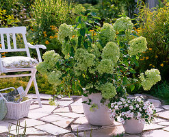 Hydrangea paniculata 'Limelight'