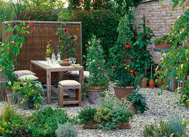 Lohas series: Terrace with lycopersicon (tomato), lathyrus odoratus (sweet pea), phaseolus coccineus (fire beans), cucurbita (courgette), potting tower and box with herbs