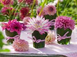Dahlia flowers in glasses with rhododendron leaves