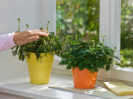 Mimosa pudica (mimosa, stir-me-not-an)