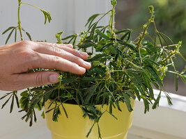 Mimosa pudica (Mimose, Rühr-mich-nicht-an)