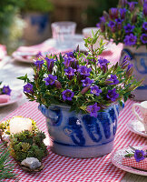 Alpine flair: Gentiana scabra (herb gentian) in lard pot, Sempervivum