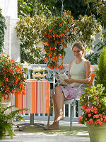 Begonia Summerwings 'White', 'Orange' (hanging begonias)