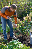 Man planting shrub hydrangea (2/4)
