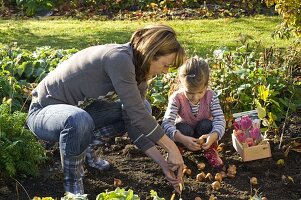 Mother and daughter planting tulipa (tulip)