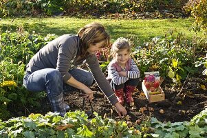 Mother and daughter planting tulipa (tulip)