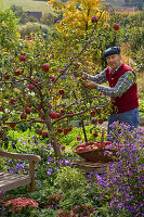 Grandfather picking apples 'Rewena'