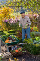 Grandfather harvesting vegetables in the farm garden