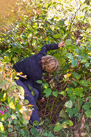 Wreath Of Knotweed - Stalks 1/9