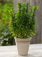 Tagetes lucida (Aztec tarragon, winter tarragon)