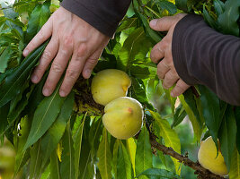 Prunus persica 'Pesca Nana' (Dwarf peach)