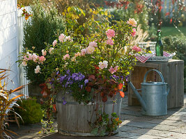 Mother and daughter plant Rosa 'Cubana' (ground cover rose) (2/2)