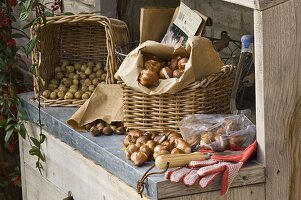 Work still with flower bulbs, plant utensils