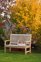 Bench in front of Parrotia (Ironwood tree), Aster (Rough-leaf aster)