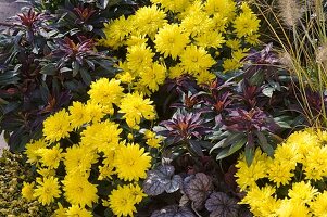 Chrysanthemum Yahou 'Golden' (Chrysanthemum), Euphorbia 'Efanthia' (Euphorbia)